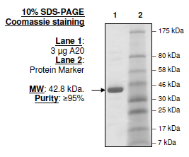 A20 (E. coli), active human recombinant protein