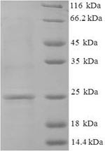 Guanylate cyclase activator 2B (GUCA2B), human, recombinant