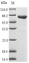 3-Oxoacyl-[acyl-carrier-protein] synthase 1 (fabB), Escherichia coli, recombinant