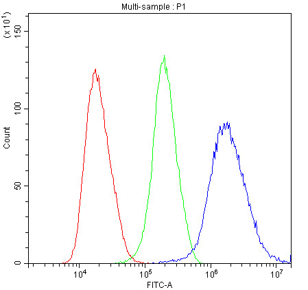 Anti-Cystatin B / Stefin B, clone 2B6