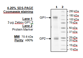 Zebov GP1,2, Biotin-labeled