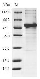 BTB/POZ domain-containing protein KCTD15 (KCTD15), human, recombinant