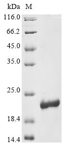 Cytokine-like protein 1 (CYTL1), human, recombinant