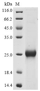 Spike glycoprotein (S), partial, Bovine coronavirus, recombinant