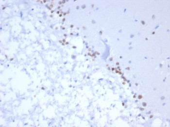 Anti-Neurogenin 3 / NGN3, clone NGN3/1809