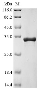 Interferon-activable protein 204 (Ifi204), partial, mouse, recombinant