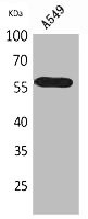 Anti-ALDH2
