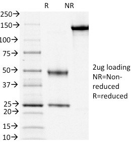 Anti-CD3e (T-Cell Marker)(OKT3), CF568 conjugate, 0.1mg/mL
