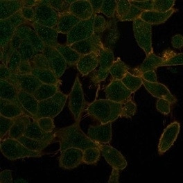 Anti-UBR2, clone PCRP-UBR2-1D12