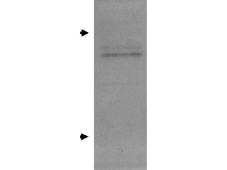 Anti-Apolipoprotein E (Apo E)