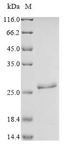 Large neutral amino acids transporter small subunit 1 (SLC7A5), partial, human, recombinant
