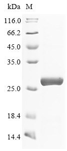 Membrane-bound transcription factor site-1 protease (MBTPS1), partial, human, recombinant