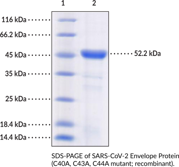 SARS-CoV-2 Envelope Protein (C40A, C43A, C44A mutant, recombinant)