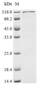 Methyltransferase-like protein 25 (METTL25), Biotinylated, human, recombinant