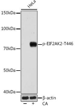 Anti-phospho-PKR/EIF2AK2 (Thr446)