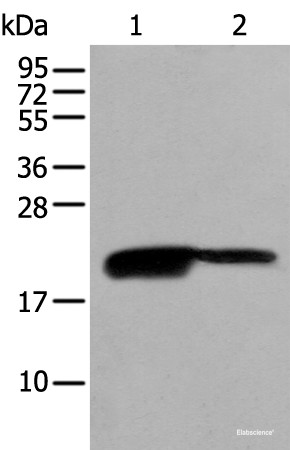 Anti-BRI3BP