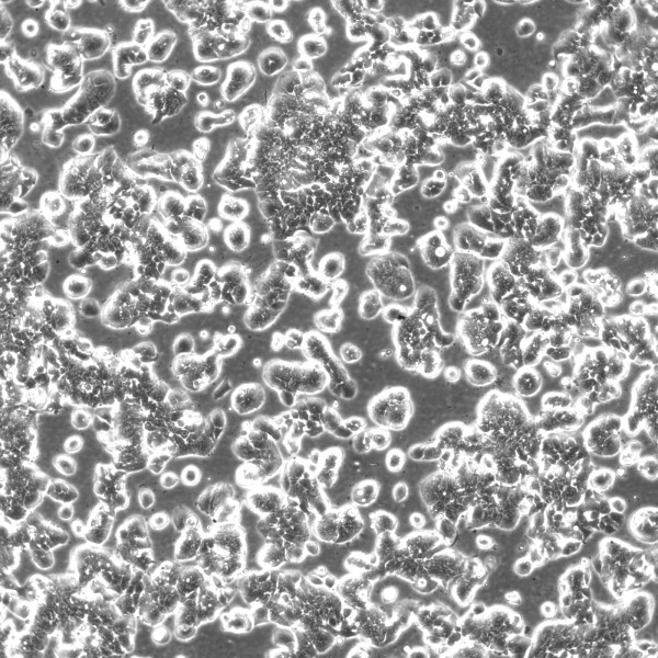 HT-29 Cells