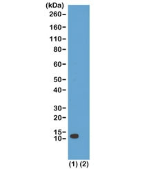 Anti-H4K20ac / Acetyl Histone H4 Lysine 20, clone RM205 (recombinant antibody)