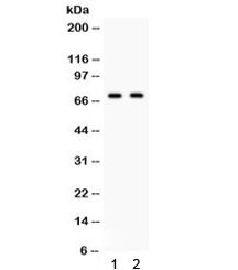 Anti-Frizzled 1 / FZD1