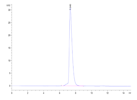 NCAM-1/CD56, His, Mouse