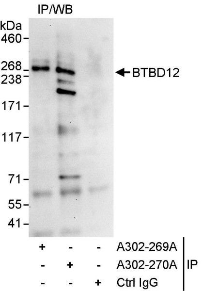 Anti-BTBD12
