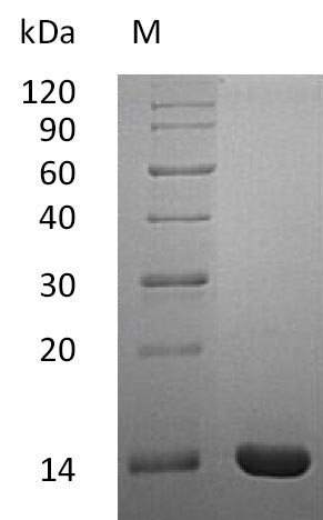 Interleukin-2 (IL2) (Active), human, recombinant