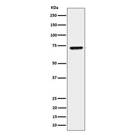 Anti-CTPS1 / CTP synthase, clone 29C09