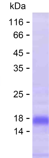 Recombinant Human THSD7A Protein