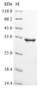 Abrin-c, partial, Abrus precatorius, recombinant