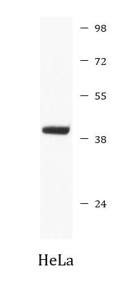 Anti-HDAC8