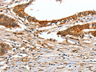 Anti-COL1A2