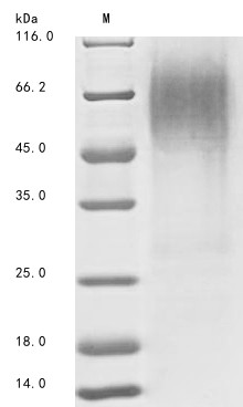 Rhodopsin (RHO), partial, swine, recombinant