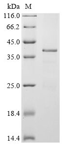 Twist-related protein 1 (Twist1), mouse, recombinant