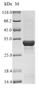 Peroxisome proliferator-activated receptor delta (Ppard), partial, human, recombinant