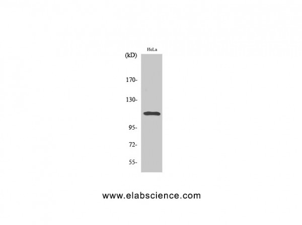 Anti-Phospho-Stat2 (Tyr690)