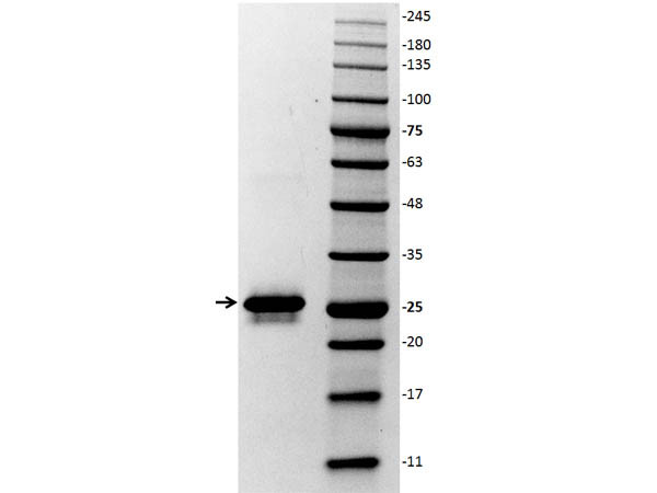 Glutathione-S-Transferase (GST) Control