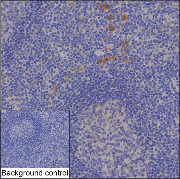 Anti-SNX11 (recombinant antibody)