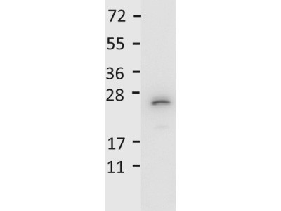 Anti-Interleukin-27)p28 (IL-27/p28), Peroxidase conjugated
