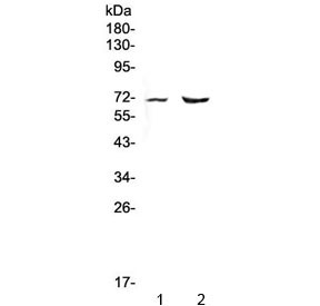 Anti-PMEL17 / Melanoma gp100