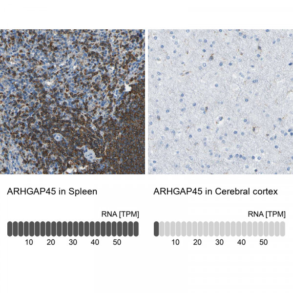 Anti-ARHGAP45