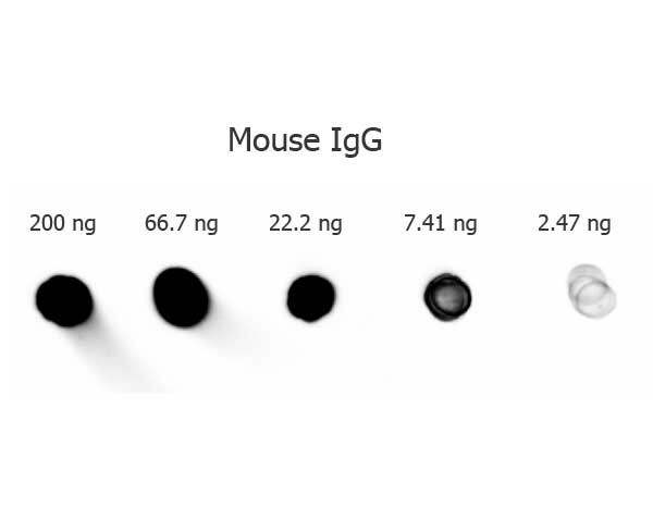 Anti-Mouse IgG (H&amp;L) [Goat] (Min X Bv Ch Gt Gp Ham Hs Hu Rb Rt &amp; Sh serum proteins)