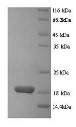 Basic leucine zipper transcriptional factor ATF-like 3 (Batf3), rat, recombinant