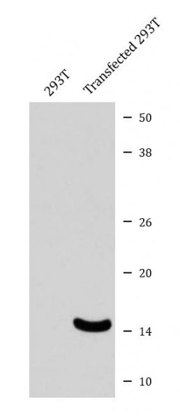 Anti-phospho-alpha Synuclein (Ser129)