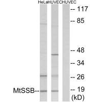 Anti-SSBP1