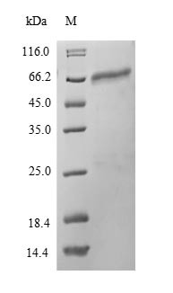 Protein disulfide-isomerase A2 (Pdia2), mouse, recombinant