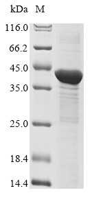 Three-prime repair exonuclease 1 (Trex1), mouse, recombinant