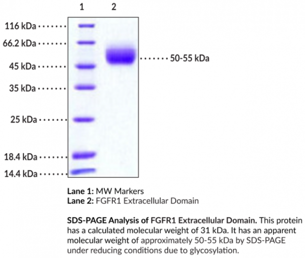 FGFR1 Extracellular Domain (human, recombinant)