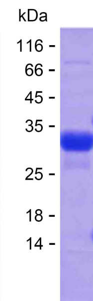 ELAVL2 (human), recombinant protein