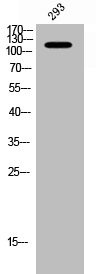Anti-Phospho-PTK2 (Y397)