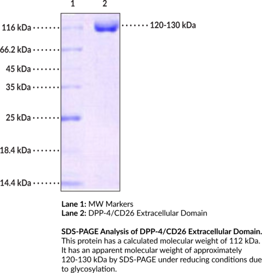 DPP-4/CD26 Extracellular Domain (human, recombinant)